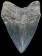 Huge, Fossil Megalodon Tooth - Serrated Blade #56511-2